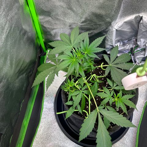 Watermelon Zkittlez Auto growlog timeline photo
