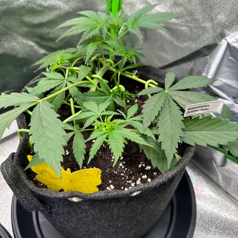 Watermelon Zkittlez Auto growlog timeline photo