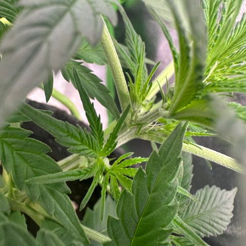 Watermelon Zkittlez Auto growlog photo: Beginn der Vorblüte 