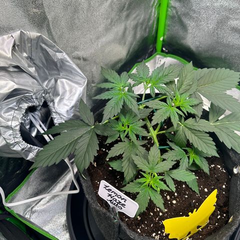 Lemon Haze Auto growlog timeline photo