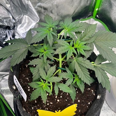 Lemon Haze Auto growlog timeline photo