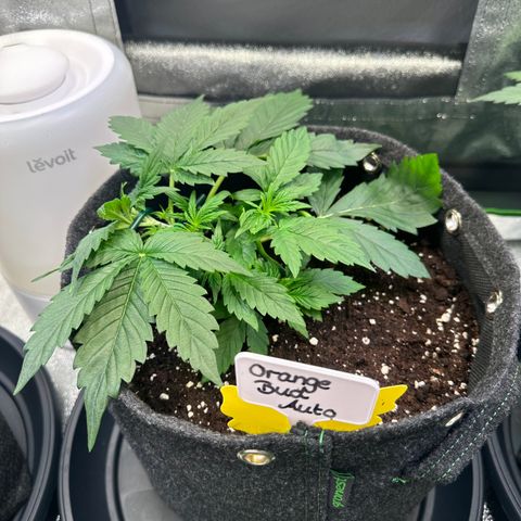 Auto Orange Bud growlog timeline photo