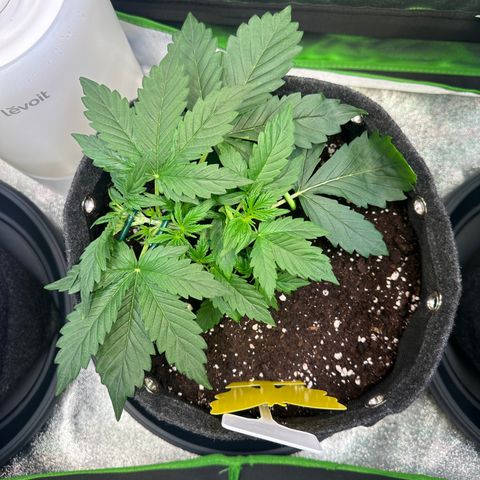 Auto Orange Bud growlog timeline photo