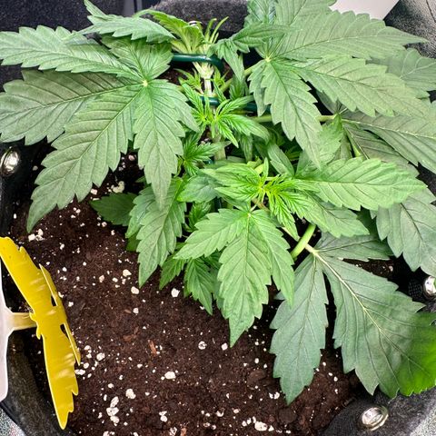 Auto Orange Bud growlog timeline photo