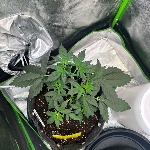Lemon Haze Auto growlog timeline photo