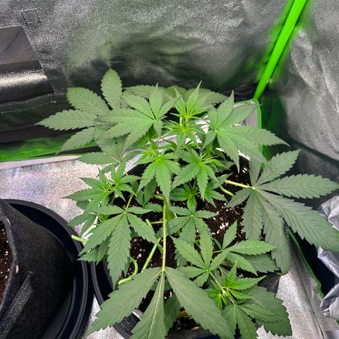 Watermelon Zkittlez Auto growlog timeline photo