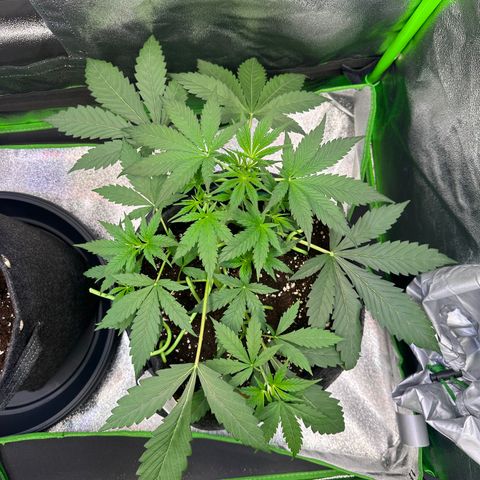 Watermelon Zkittlez Auto growlog timeline photo