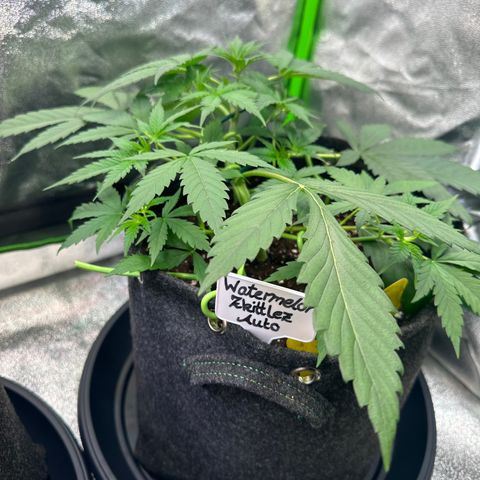 Watermelon Zkittlez Auto growlog timeline photo