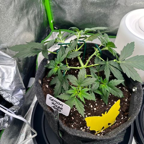 Lemon Haze Auto growlog timeline photo
