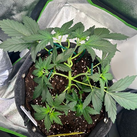 Lemon Haze Auto growlog timeline photo
