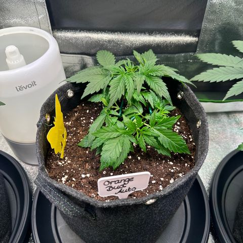 Auto Orange Bud growlog timeline photo