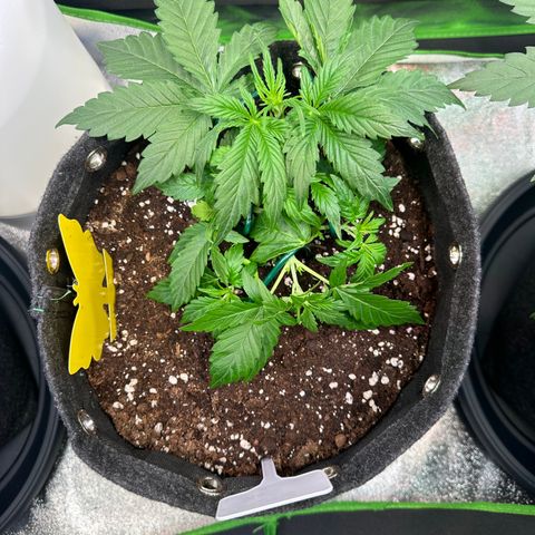 Auto Orange Bud growlog timeline photo