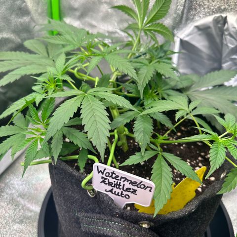 Watermelon Zkittlez Auto growlog timeline photo