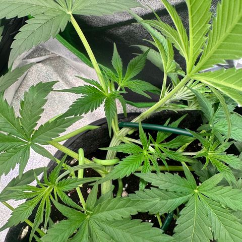 Watermelon Zkittlez Auto growlog timeline photo