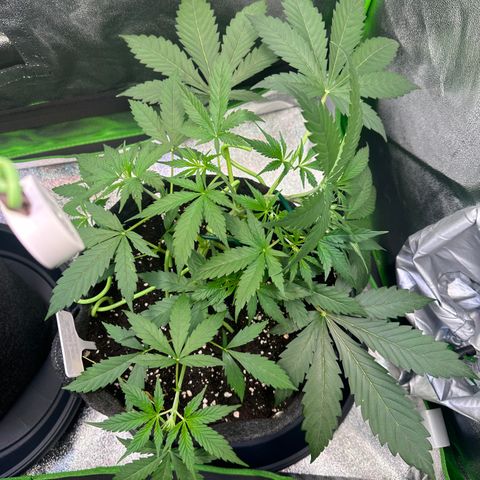 Watermelon Zkittlez Auto growlog timeline photo