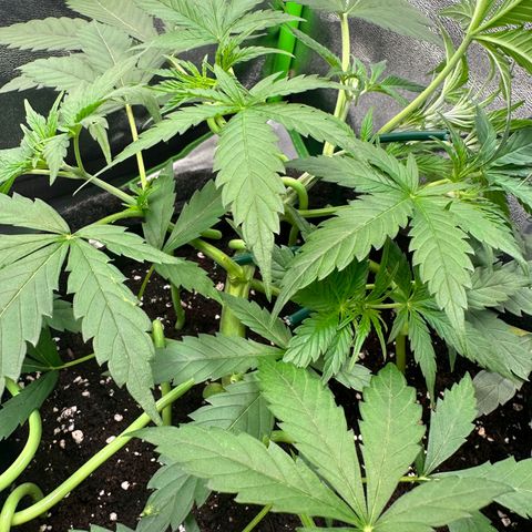 Watermelon Zkittlez Auto growlog timeline photo