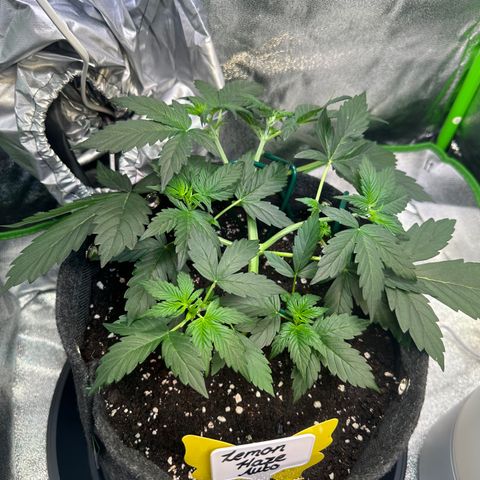 Lemon Haze Auto growlog timeline photo