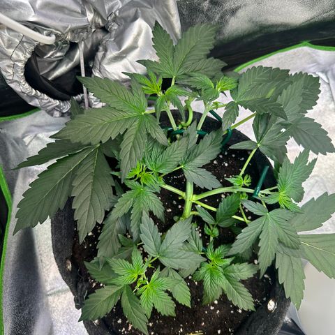Lemon Haze Auto growlog timeline photo