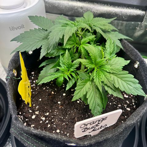 Auto Orange Bud growlog timeline photo