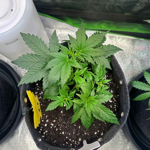 Auto Orange Bud growlog timeline photo