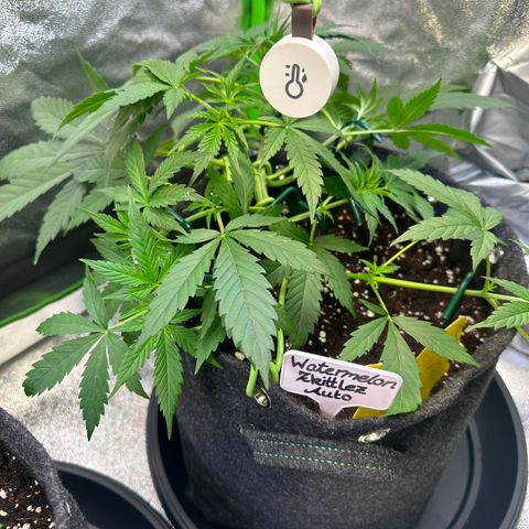 Watermelon Zkittlez Auto growlog timeline photo