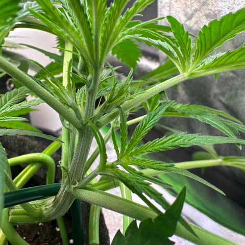 Watermelon Zkittlez Auto growlog timeline photo