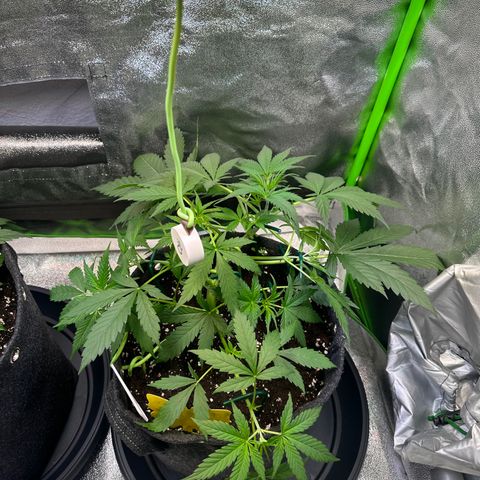 Watermelon Zkittlez Auto growlog timeline photo