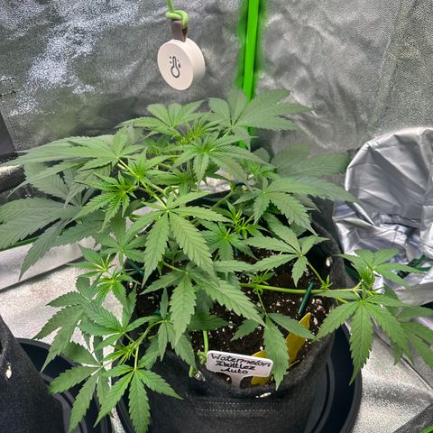Watermelon Zkittlez Auto growlog timeline photo