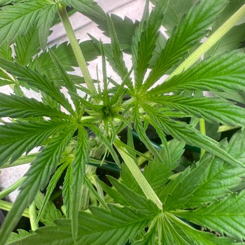 Watermelon Zkittlez Auto growlog timeline photo