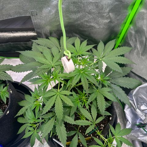 Watermelon Zkittlez Auto growlog timeline photo