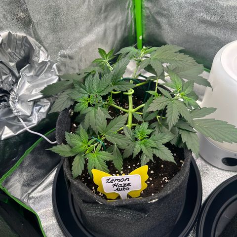 Lemon Haze Auto growlog timeline photo