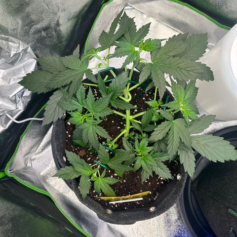 Lemon Haze Auto growlog timeline photo