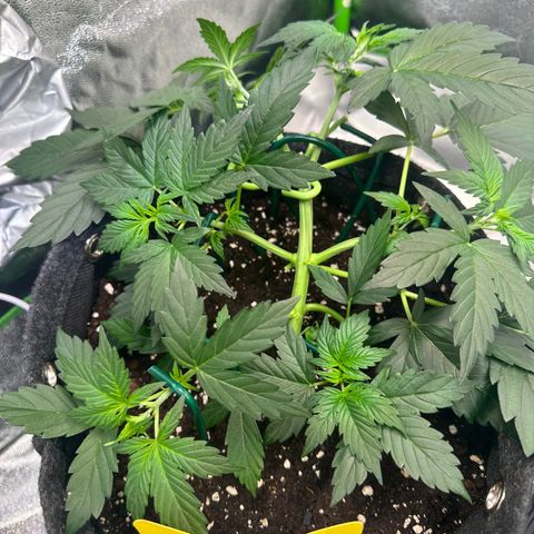 Lemon Haze Auto growlog timeline photo