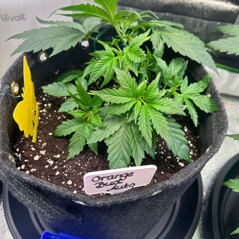 Auto Orange Bud growlog timeline photo