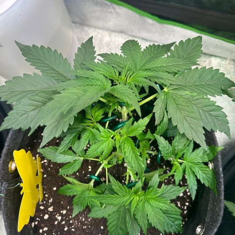 Auto Orange Bud growlog timeline photo