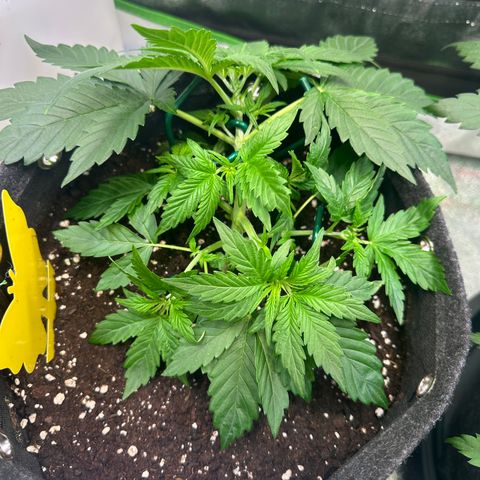 Auto Orange Bud growlog timeline photo