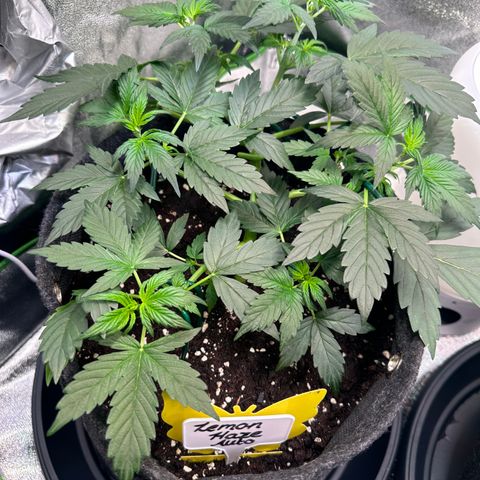 Lemon Haze Auto growlog timeline photo