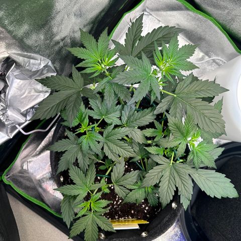 Lemon Haze Auto growlog timeline photo