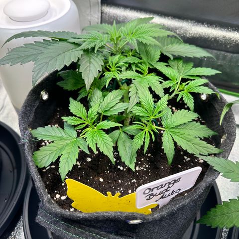 Auto Orange Bud growlog timeline photo