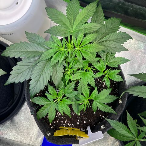 Auto Orange Bud growlog timeline photo