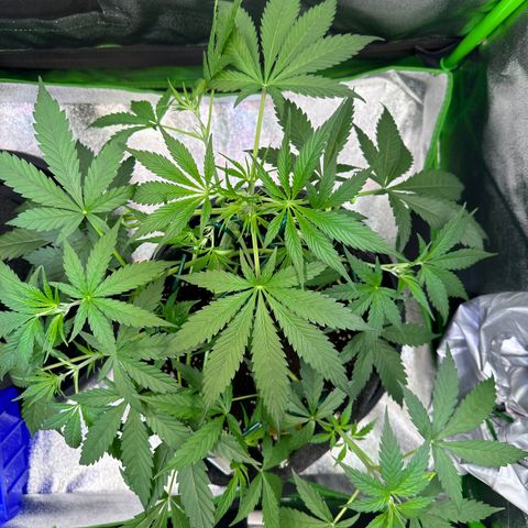 Watermelon Zkittlez Auto growlog timeline photo
