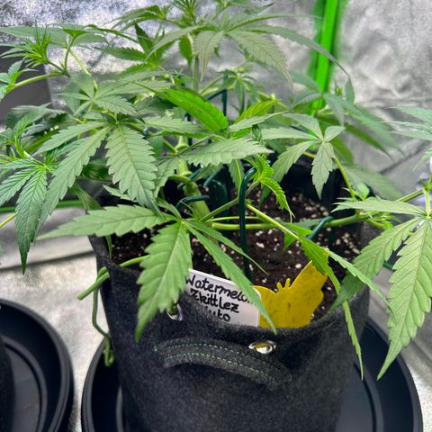 Watermelon Zkittlez Auto growlog timeline photo