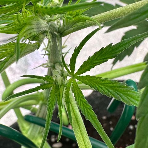 Watermelon Zkittlez Auto growlog timeline photo