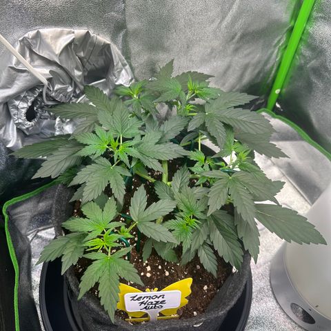 Lemon Haze Auto growlog timeline photo
