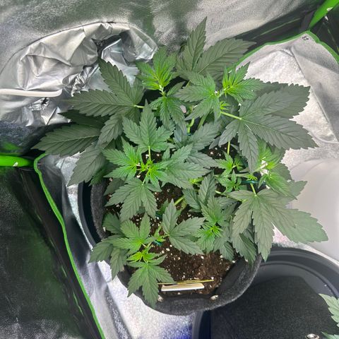 Lemon Haze Auto growlog timeline photo