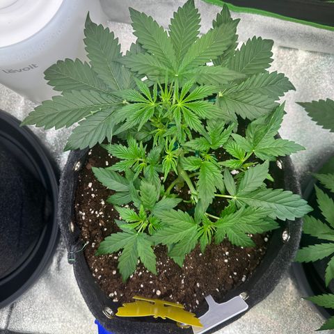 Auto Orange Bud growlog timeline photo