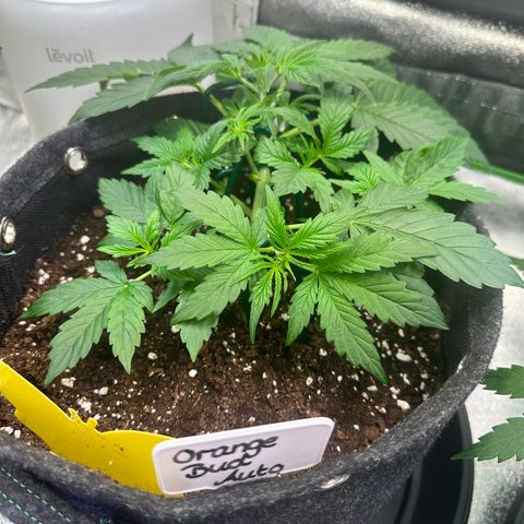 Auto Orange Bud growlog timeline photo