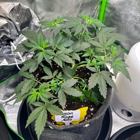 Lemon Haze Auto growlog timeline photo