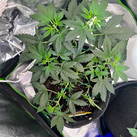 Lemon Haze Auto growlog timeline photo