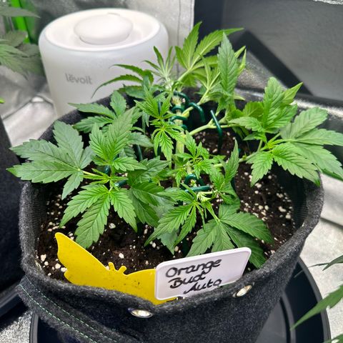 Auto Orange Bud growlog timeline photo